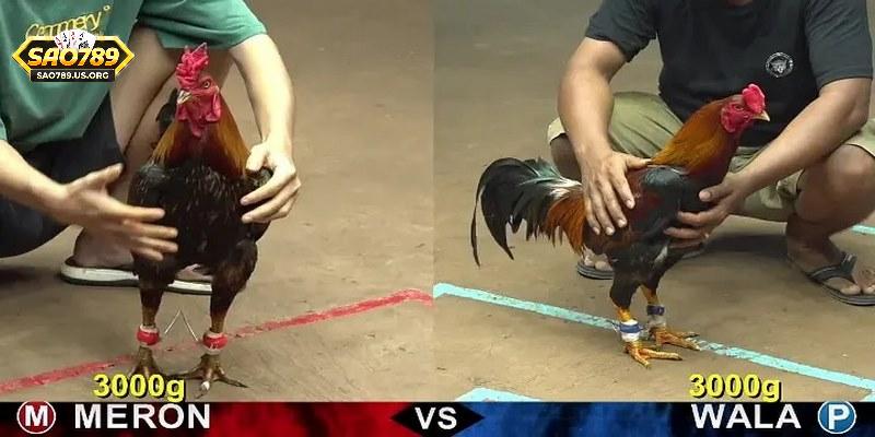 Các hình thức thi đấu đá gà Sao789 nổi tiếng