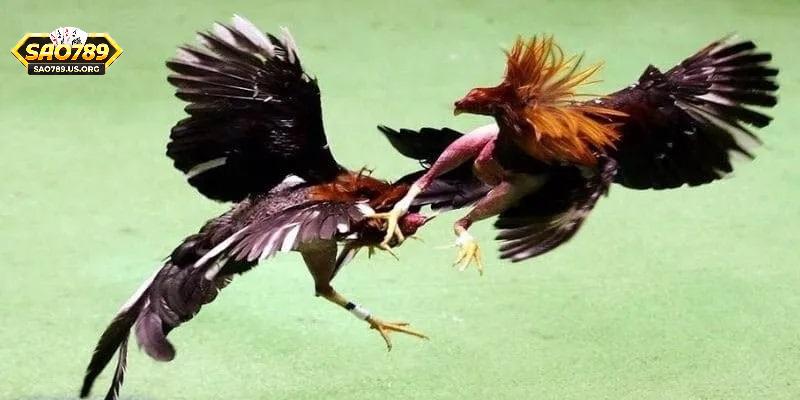 Đá Gà Cựa Dao Sao789 – Loại Hình Cá Cược Chọi Kê Hấp Dẫn