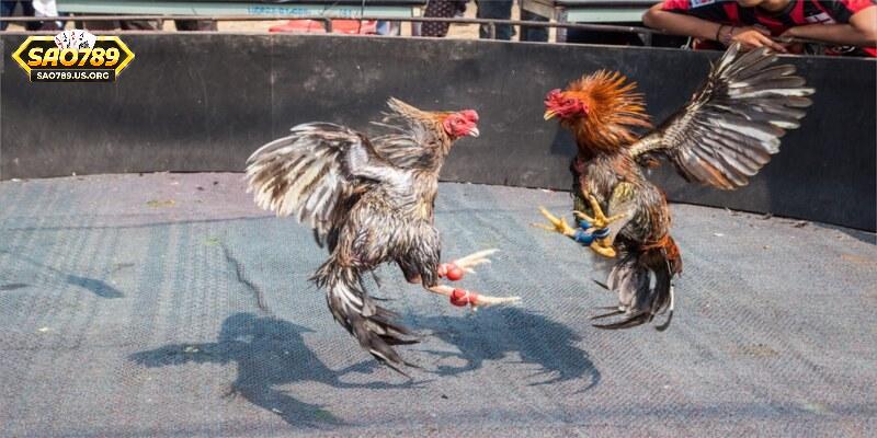 Đá Gà Cựa Sắt Sao789 – Trải Nghiệm Giải Trí Đỉnh Cao