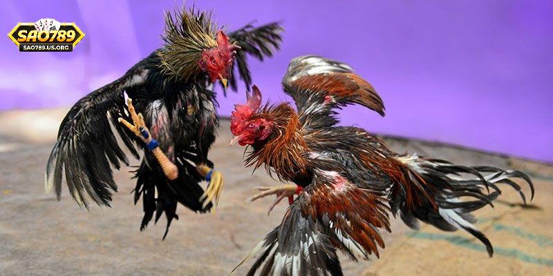 Sơ lược về loại hình đá gà cựa dao Sao789
