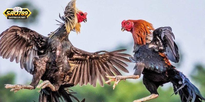 Các ưu điểm nổi bật khi đặt cược tại Sao789