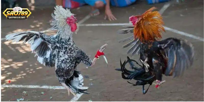 Ưu điểm đặt cược chọi gà cựa sắt