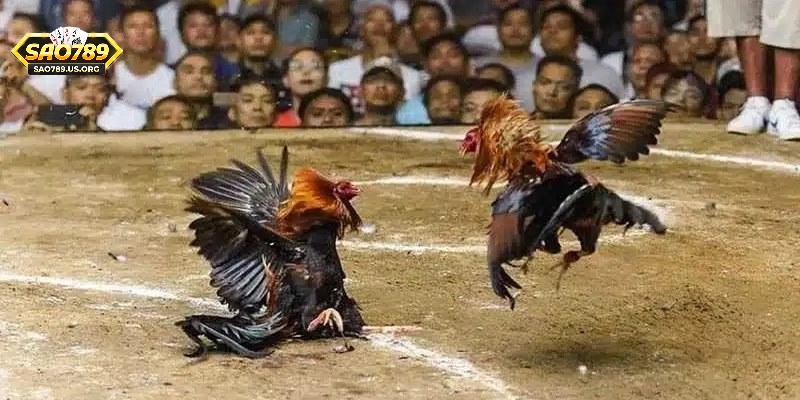 Các ưu điểm khi đặt cược chọi gà tại cổng Sao789
